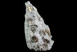 Ammonite (Promicroceras) Cluster - Somerset, England #86250-1